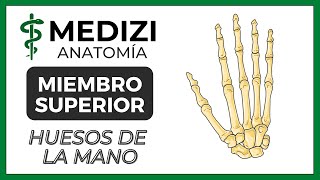 Anatomía de Miembro Superior MMSS  Huesos de la mano [upl. by Staw800]