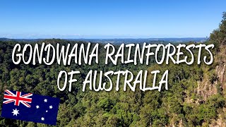 Gondwana Rainforests of Australia  UNESCO World Heritage Site [upl. by Gehman]