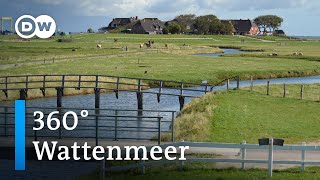 360° Video Wattenmeer  DW Reise [upl. by Lede]