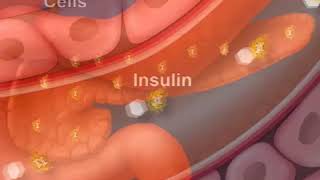 How Diabetes Affects Your Blood Sugar An Animated Guide [upl. by Bille335]