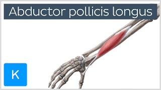 Abductor Pollicis Longus Muscle Overview  Human Anatomy  Kenhub [upl. by Fritts]