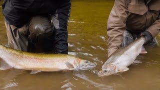 100 Steelhead Hooked in ONE DAY  Addicted Life Ep 29 [upl. by Nothsa332]