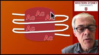 35 DNA methylation and acetylation [upl. by Sillek]