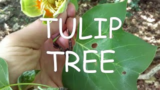 How to identify tuliptree Liriodendron tulipifera  TREE ID 6 [upl. by Nortal]