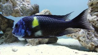 Tropheus Duboisi Cichlid adult male Lake Tanganyika [upl. by Kyte555]