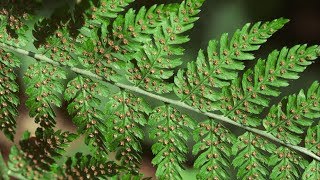 spiny wood fern  Dryopteris expansa Identification and characteristics [upl. by Belden272]