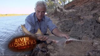 A Sawfish Pup  SAWFISH  River Monsters [upl. by Bathsheba]