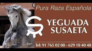 YEGUADA SUSAETA  ANDALUSIAN HORSES FOR SALE VIDEO PRESENTATION [upl. by Gomar]