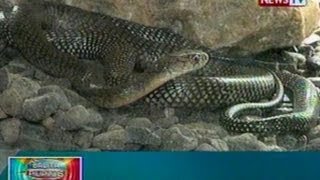 BP King cobra nahuli sa Argao Cebu [upl. by Alehc]