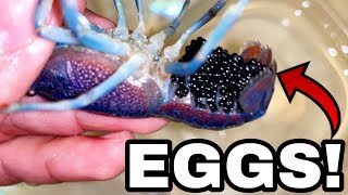 Blue LOBSTER Crawfish EGGS get Home AQUARIUM [upl. by Zolly]