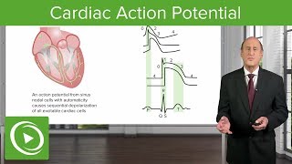 Cardiac Action Potential  Cardiology  Lecturio [upl. by Alahcim405]