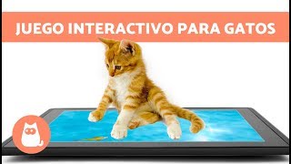 JUEGO interactivo para GATOS de peces en la PANTALLA [upl. by Aslehc907]