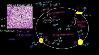 Production of Insulin and Glucagon [upl. by Onitrof]