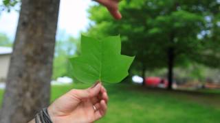 The American Tulip Tree [upl. by Simons478]