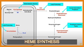 Heme Synthesis Pathway and Associated Diseases [upl. by Ardrey393]