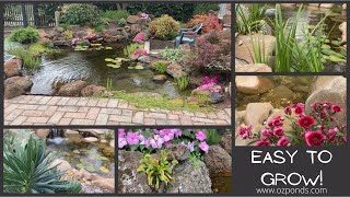 Plant ideas for in and around a backyard pond [upl. by Nosnibor624]