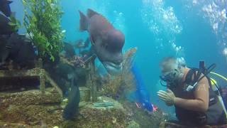 Diving KOBUDAI YORIKO Hasama Under Water Park 2017 OhSam [upl. by Malilliw127]