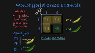 Monohybrid Cross Explained [upl. by Biddy]