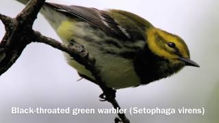 The Sights and Sounds of Migrating Warblers [upl. by Dahraf843]