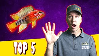 Top 5 Cichlids for Small Aquariums [upl. by Sumer]