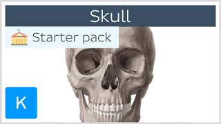 Skull Structure and Function [upl. by Frasco250]