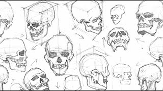 Drawing A Skull From Different Angles Timelapse [upl. by Guarino474]