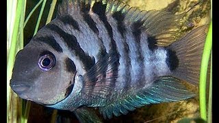 iNdEPTH Black Convict Cichlid Archocentrus Nigrofasciatus [upl. by Zoara294]