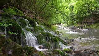 Babbling Brook  Birds Chirping Forest Sounds  Reduces Stress [upl. by Idnam]