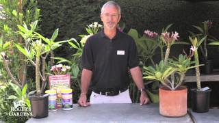 Growing Plumerias with Steve Hampson [upl. by Stern]