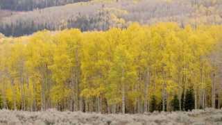 Tree Heart Attacks Aspen Clones Dying [upl. by Meg768]