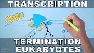 Transcription Termination in Eukaryotes [upl. by Flanders]