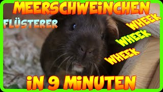 🐹 15 Töne der Meerschweinchen einfach erklärt und zum hören Werde zum Meerschweinchen Flüsterer🐹 [upl. by Yatnohs]