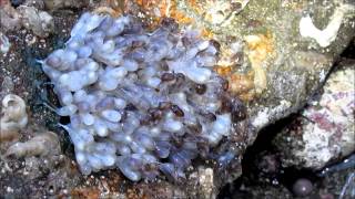 California Twospot Octopus Octopus bimaculoides eggs hatching at low tide [upl. by Asilam467]