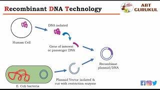 What is Recombinant DNA Technology Full Animation  rDNA Technology  Genetic Engineering [upl. by Dominik]