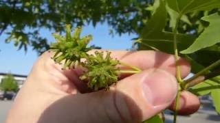 Sweetgum Liquidambar styraciflua [upl. by Nnylahs]