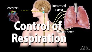 Control of Ventilation Animation [upl. by Zanahs]