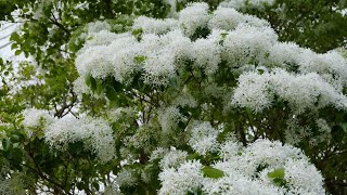 Get It Growing Chinese Fringe Tree [upl. by Qirat]