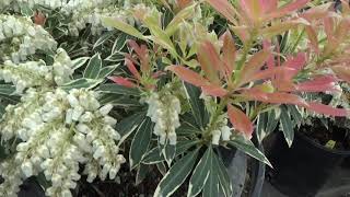 Mountain Fire Japanese Pieris japonica [upl. by Cath44]