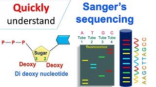 Sanger sequencing [upl. by Skippy]