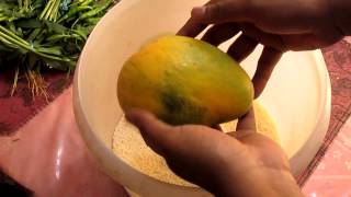 Tip 1 to Ripen Mangoes Faster at Home  EASY [upl. by Yelnats]