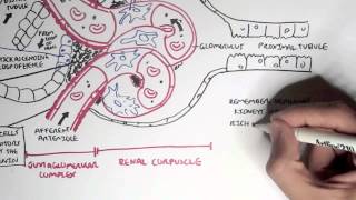 Nephrology  Kidney Physiology Overview [upl. by Laird]