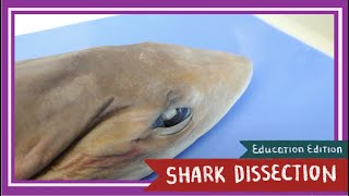 Dogfish Shark Dissection  Sink or Swim EDU [upl. by Damales736]