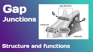 Gap junctions Structure and Functions [upl. by Kristofor928]