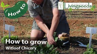 How to grow Witloof Chicory [upl. by Magavern]