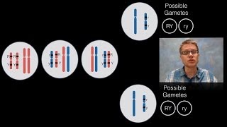 Chromosomal Inheritance [upl. by Orten]