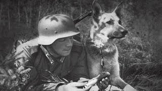 The German Helmet  12 Variants through WW1 to WW2 [upl. by Gipps]