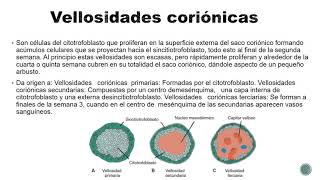 Histología de la Placenta [upl. by Azenav]