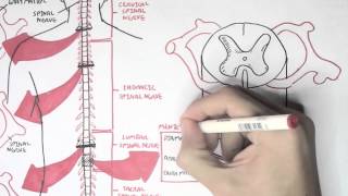 Neurology  Spinal Cord Introduction [upl. by Anrapa]