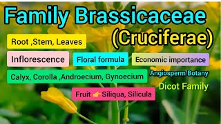 Family Brassicaceae Cruciferae  Plant Taxonomy [upl. by Norvol823]