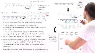 Sanger Sequencing of DNA Part II [upl. by Airdnna269]